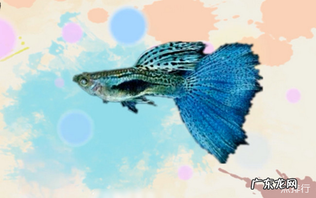 孔雀鱼品种大全 孔雀鱼哪个品种好看