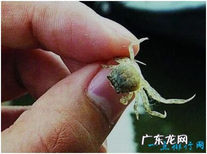 世界上最小的螃蟹,豆蟹体型大约2厘米,没有食用价值