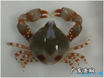 世界上最小的螃蟹,豆蟹体型大约2厘米,没有食用价值
