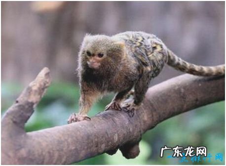 世界上最小的猴子,侏狨体长10余厘米,只有一根手指般大小