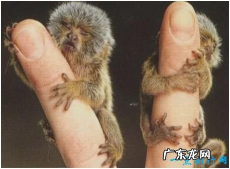 世界上最小的猴子,侏狨体长10余厘米,只有一根手指般大小