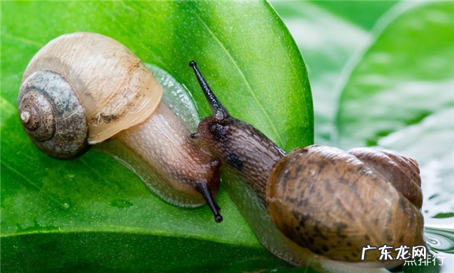 雌雄同体的动物有哪些 地球十大雌性同体的生物