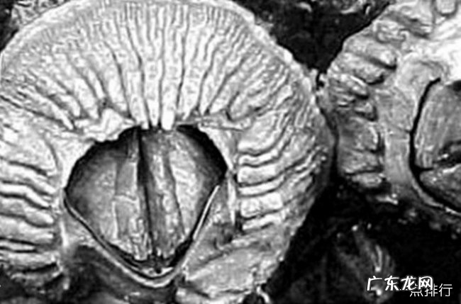 雌雄同体的动物有哪些 地球十大雌性同体的生物