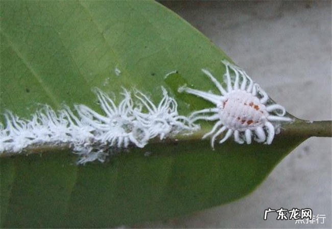 雌雄同体的动物有哪些 地球十大雌性同体的生物