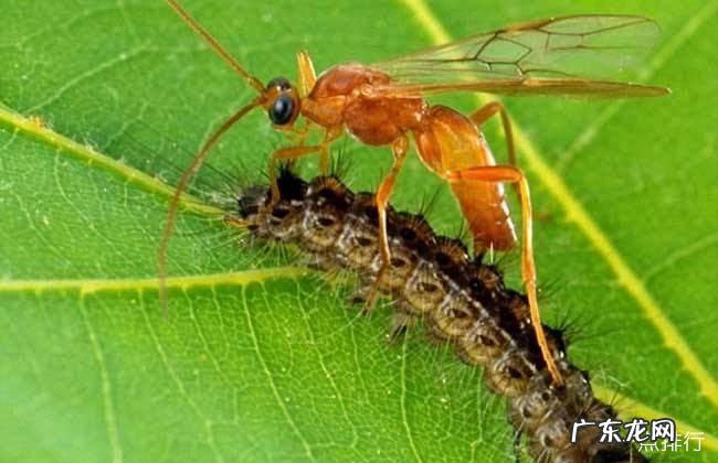 雌雄同体的动物有哪些 地球十大雌性同体的生物