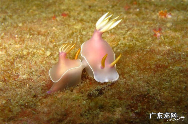 雌雄同体的动物有哪些 地球十大雌性同体的生物