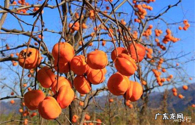 空腹不能吃的十种水果 哪些水果不能空腹食用