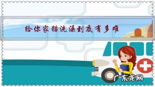 多久给猫洗澡合适 给你家猫洗澡到底有多难?