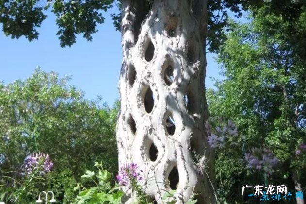 全球最奇怪的10种树 有的树竟是追着风跑