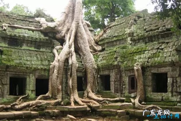 全球最奇怪的10种树 有的树竟是追着风跑