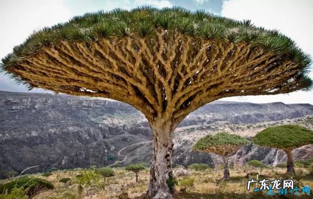 全球最奇怪的10种树 有的树竟是追着风跑