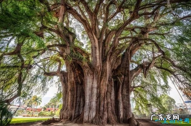 全球最奇怪的10种树 有的树竟是追着风跑
