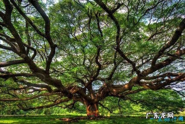 全球最奇怪的10种树 有的树竟是追着风跑