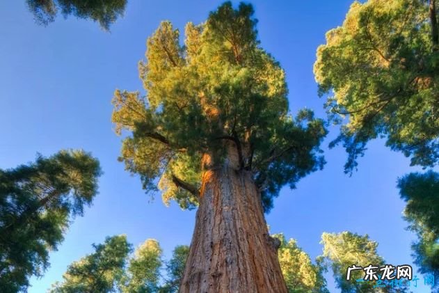 全球最奇怪的10种树 有的树竟是追着风跑