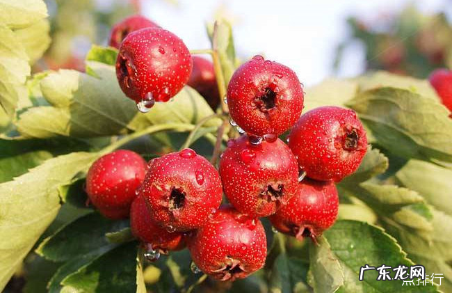 ?十大低糖水果排行榜 糖尿病人能吃什么水果