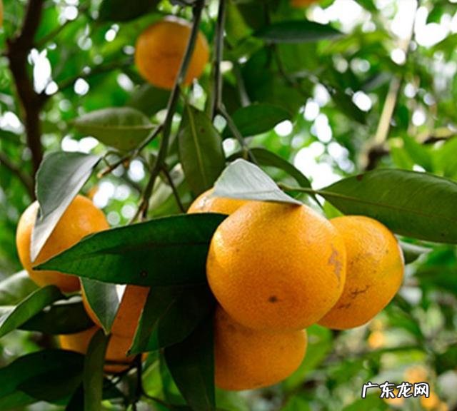 桔子树要怎么栽?