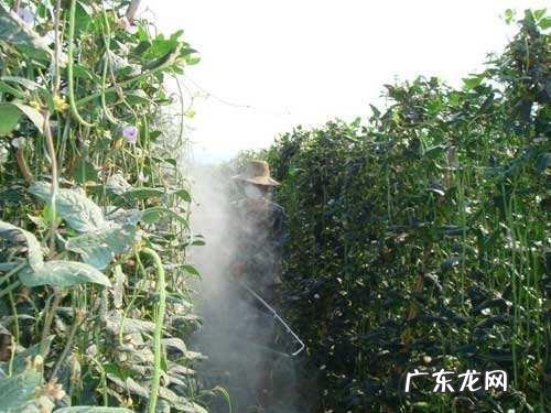 豆角快开花了打什么药能增加产量
