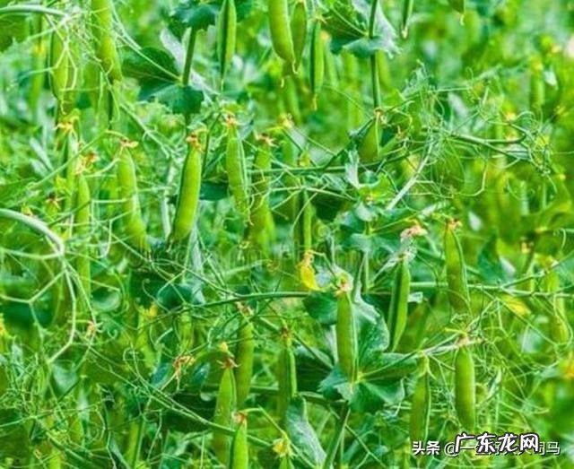 豆角快开花了打什么药能增加产量