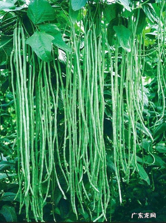 豆角快开花了打什么药能增加产量