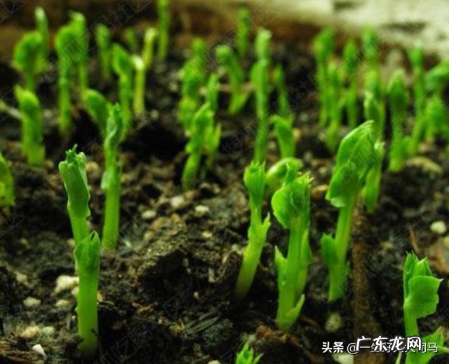 豆角快开花了打什么药能增加产量