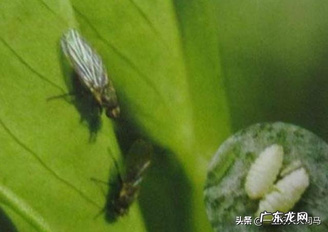 豆角快开花了打什么药能增加产量