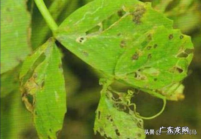 豆角快开花了打什么药能增加产量