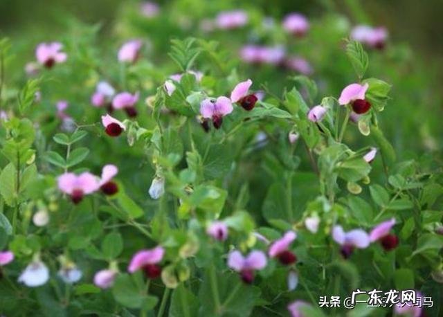 豆角快开花了打什么药能增加产量