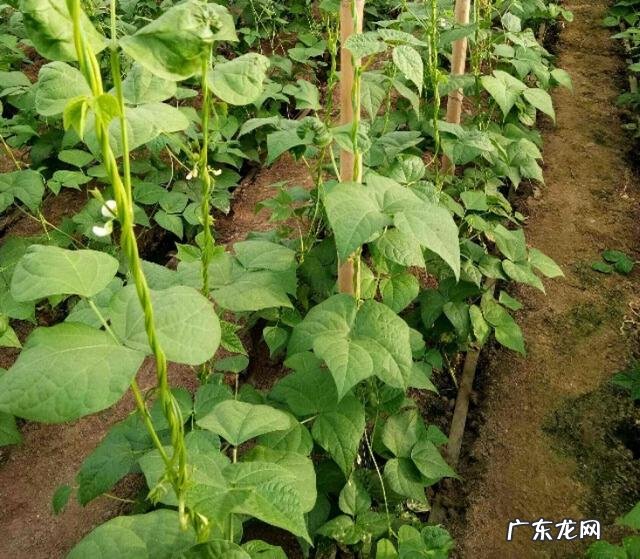 豆角快开花了打什么药能增加产量