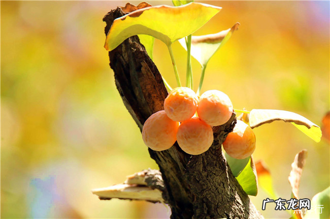 莒县十大特色小吃 莒县的特色名吃有哪些