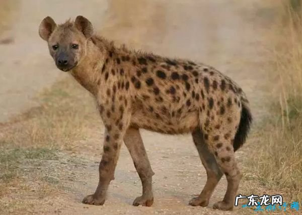 世界十大咬合力最强动物 尼罗鳄咬合力达5000磅!