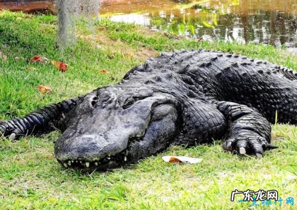 世界十大咬合力最强动物 尼罗鳄咬合力达5000磅!
