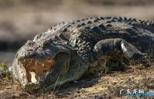 世界十大咬合力最强动物 尼罗鳄咬合力达5000磅!
