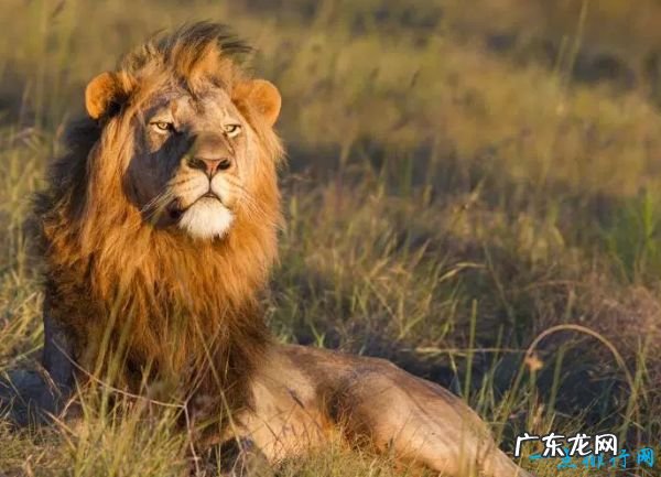 世界十大咬合力最强动物 尼罗鳄咬合力达5000磅!