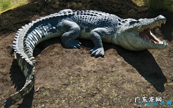 世界十大咬合力最强动物 尼罗鳄咬合力达5000磅!