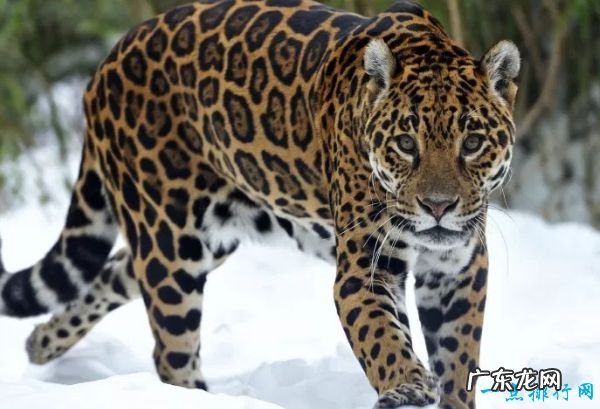 世界十大咬合力最强动物 尼罗鳄咬合力达5000磅!