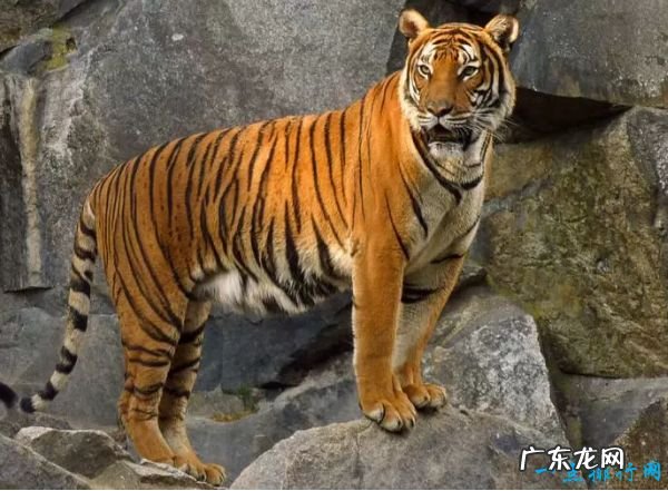 世界十大咬合力最强动物 尼罗鳄咬合力达5000磅!