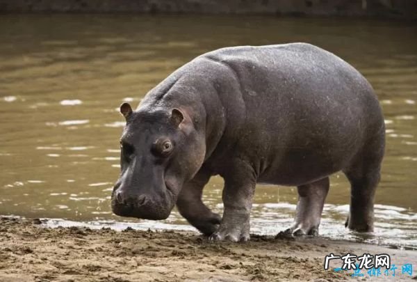 世界十大咬合力最强动物 尼罗鳄咬合力达5000磅!