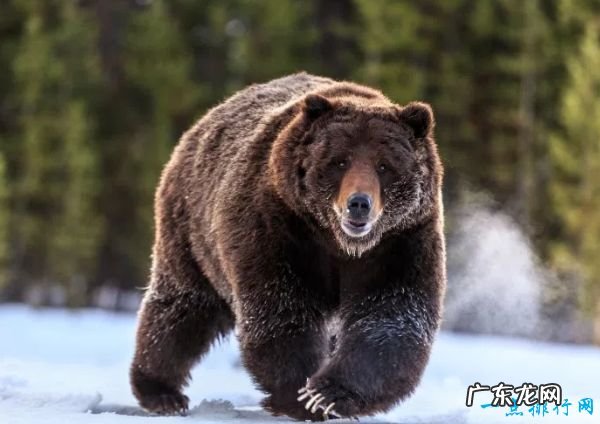 世界十大咬合力最强动物 尼罗鳄咬合力达5000磅!