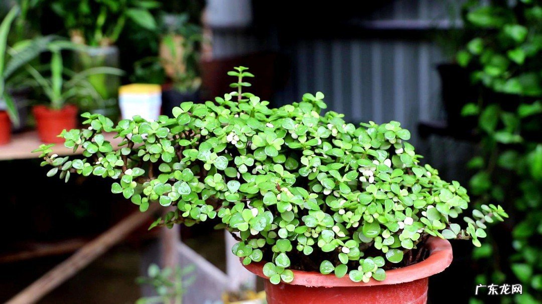 金枝玉叶怎么养才爆盆