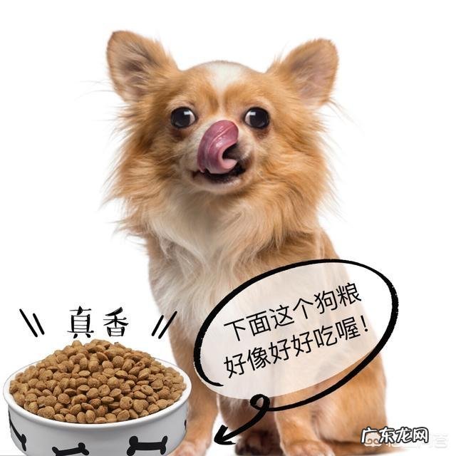 法国斗牛犬是一种怎样的狗?