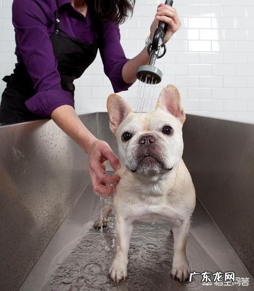 法国斗牛犬是一种怎样的狗?