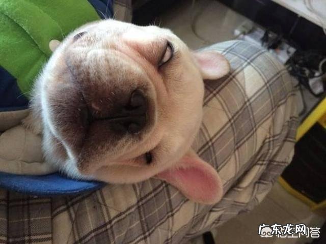 法国斗牛犬是一种怎样的狗?