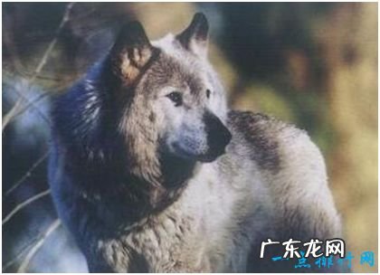 世界上最大的狼，基奈半岛狼肩高达1米，因人类捕杀而灭绝