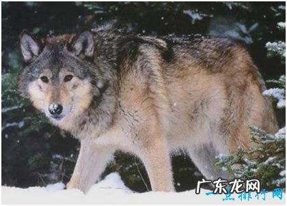 世界上最大的狼，基奈半岛狼肩高达1米，因人类捕杀而灭绝