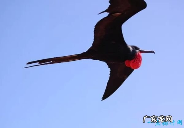 每小时389公里 世界十大速度最快的鸟 游隼排第一