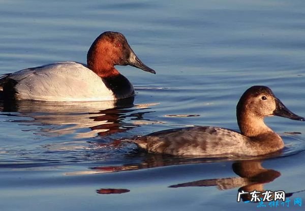 每小时389公里 世界十大速度最快的鸟 游隼排第一