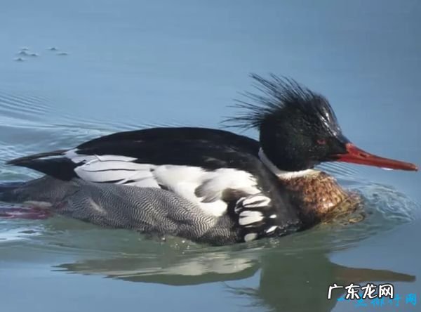 每小时389公里 世界十大速度最快的鸟 游隼排第一