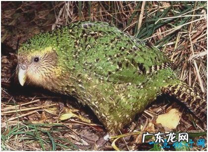 世界上唯一不会飞的鹦鹉 鸮鹦鹉差点绝种