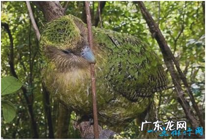 世界上唯一不会飞的鹦鹉 鸮鹦鹉差点绝种