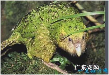 世界上唯一不会飞的鹦鹉 鸮鹦鹉差点绝种